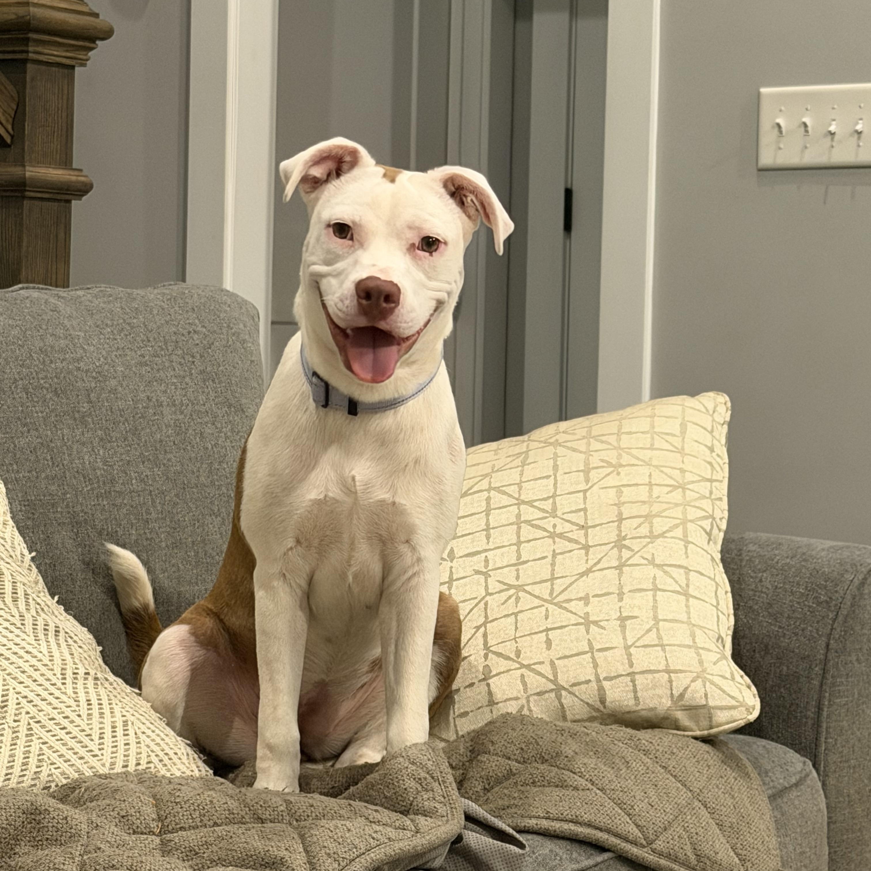 Enlarge Vera, a Adoptable mixed breed in Cornelius, NC image 3/5