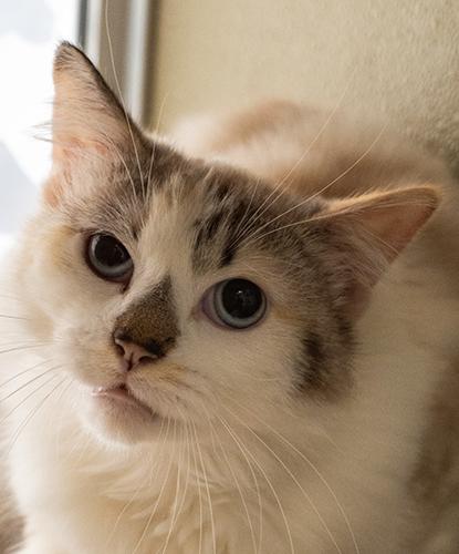 Pigtail, adopted, Adult Female Siamese.