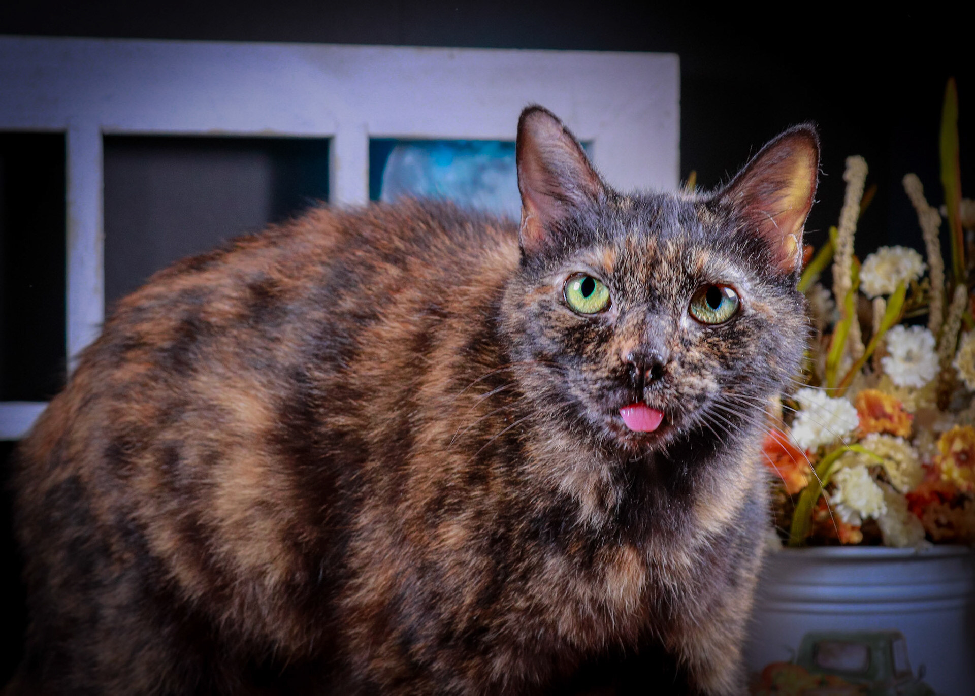 Catarina, a Adoptable mixed breed in Parker, TX image 1/12