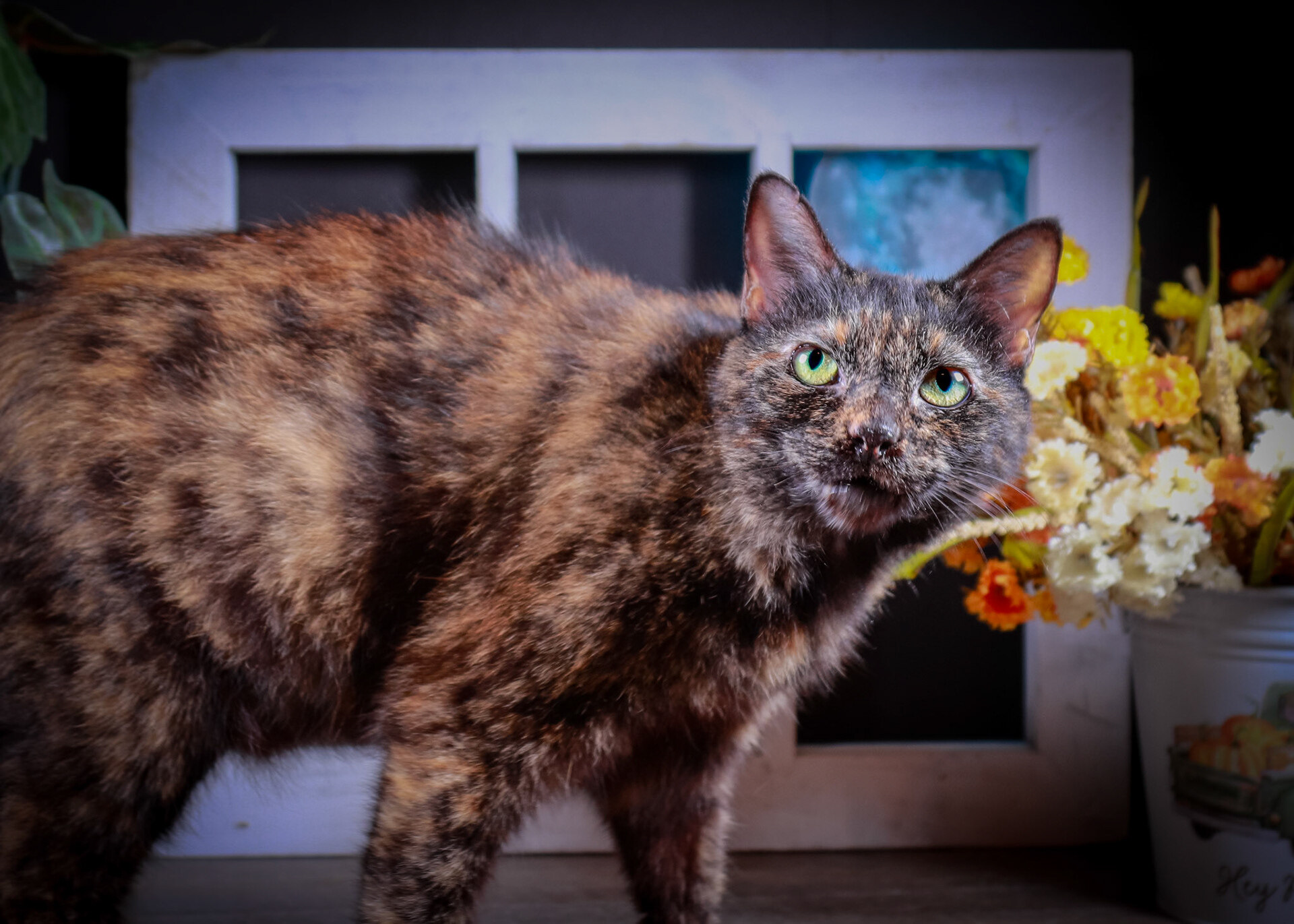 Catarina, a Adoptable mixed breed in Parker, TX image 2/12