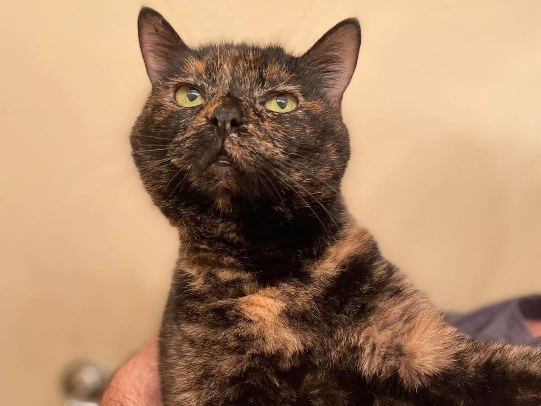 Catarina, a Adoptable mixed breed in Parker, TX image 3/12