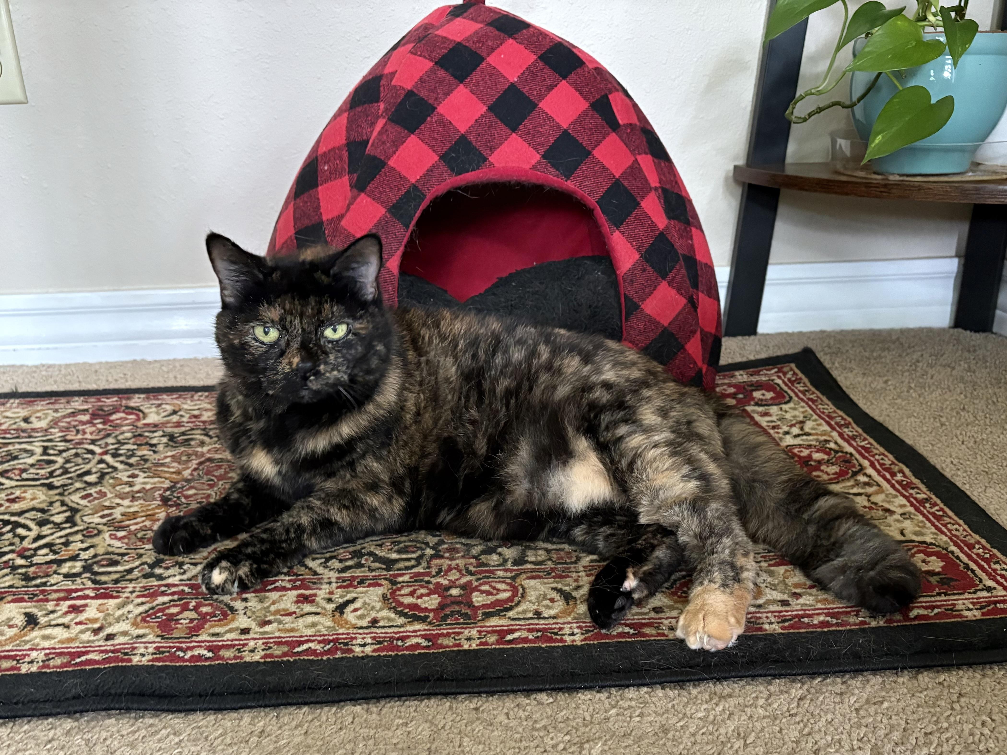 Enlarge Catarina, a Adoptable mixed breed in Parker, TX image 1/6