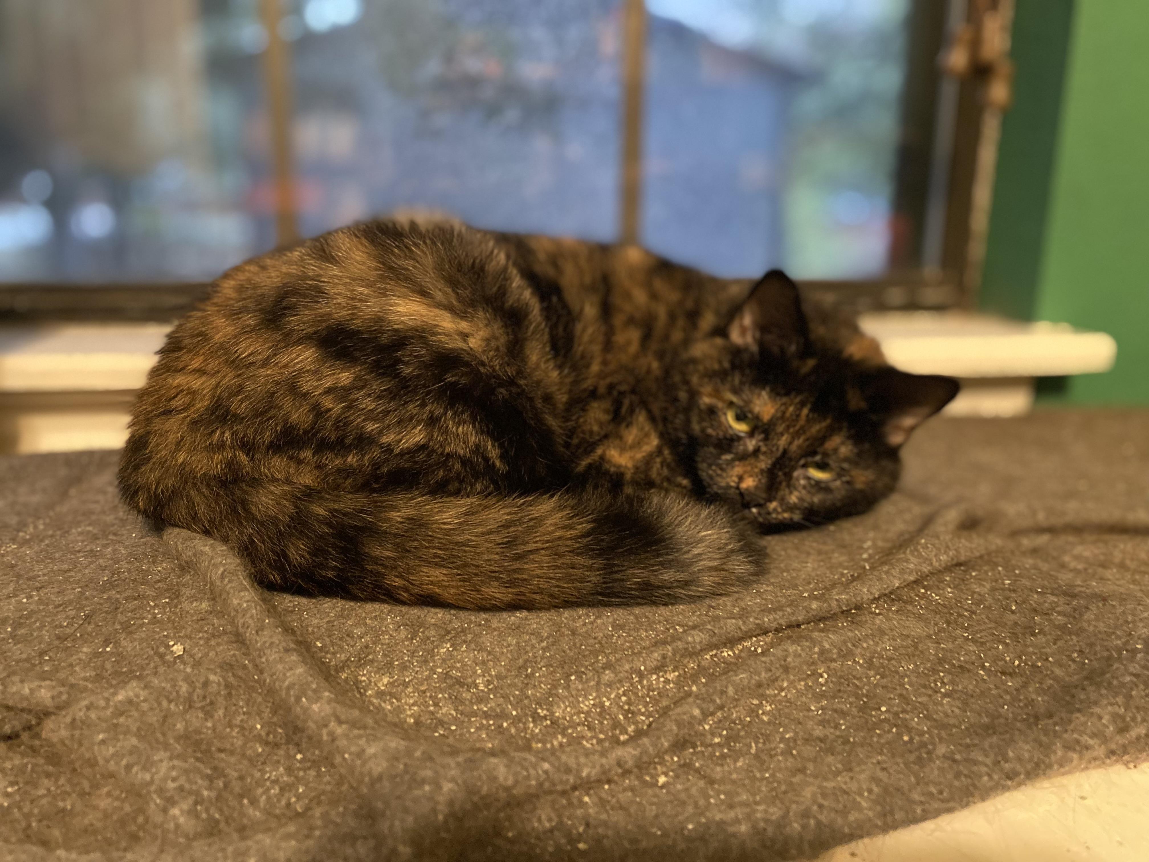 Enlarge Catarina, a Adoptable mixed breed in Parker, TX image 2/6