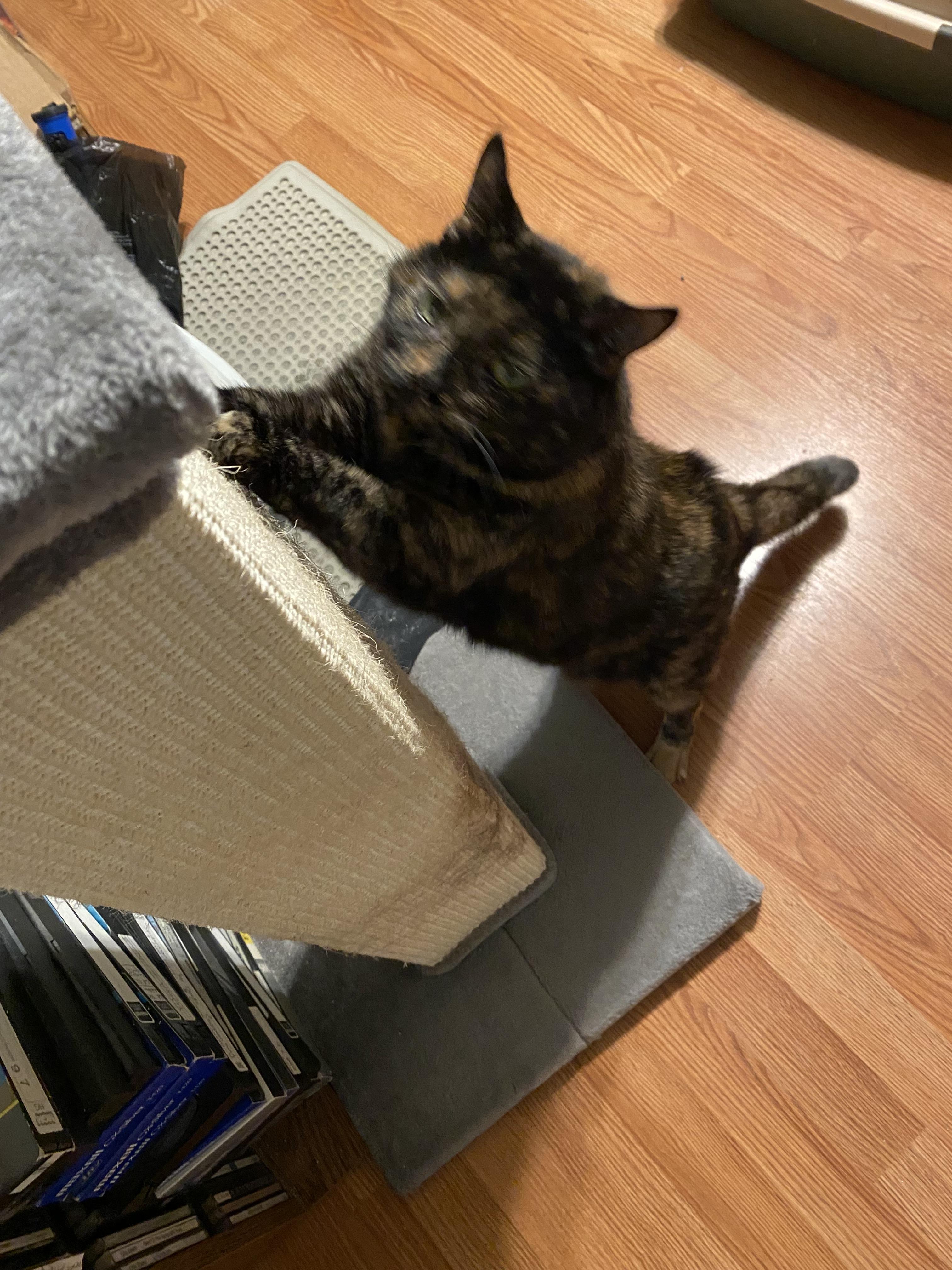 Enlarge Catarina, a Adoptable mixed breed in Parker, TX image 3/6