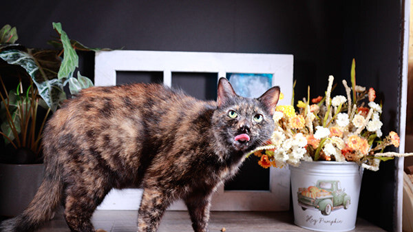 Catarina, a Adoptable mixed breed in Parker, TX image 4/12