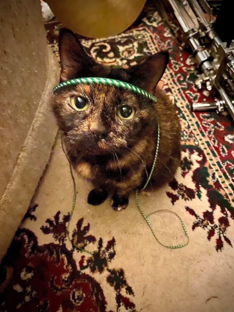 Catarina, a Adoptable mixed breed in Parker, TX image 5/12