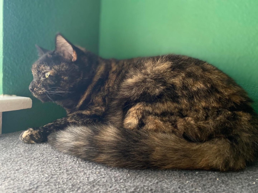 Catarina, a Adoptable mixed breed in Parker, TX image 6/12