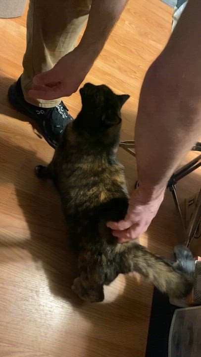 Enlarge Catarina, a Adoptable mixed breed in Parker, TX video 6/6