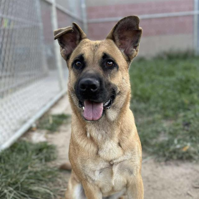 MONA, Adoptable, Young Female German Shepherd Dog & Mixed Breed.