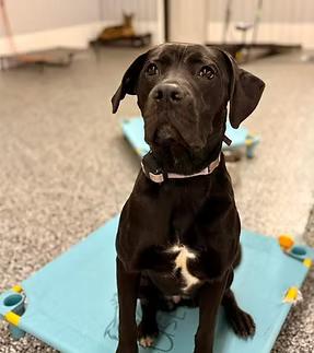 Kuma, Adoptable, Young Female Cane Corso.