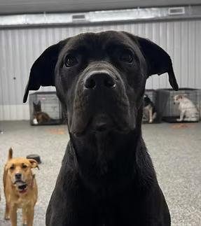 Enlarge Kuma, a Adoptable mixed breed in GUELPH, ON image 3/3