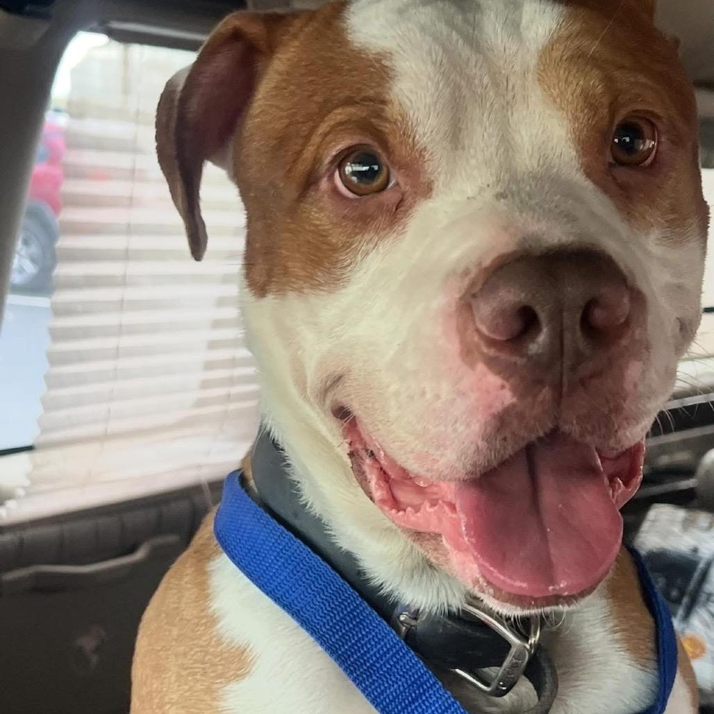 Enlarge Jimmy, a Adoptable mixed breed in West Chester, PA image 1/6