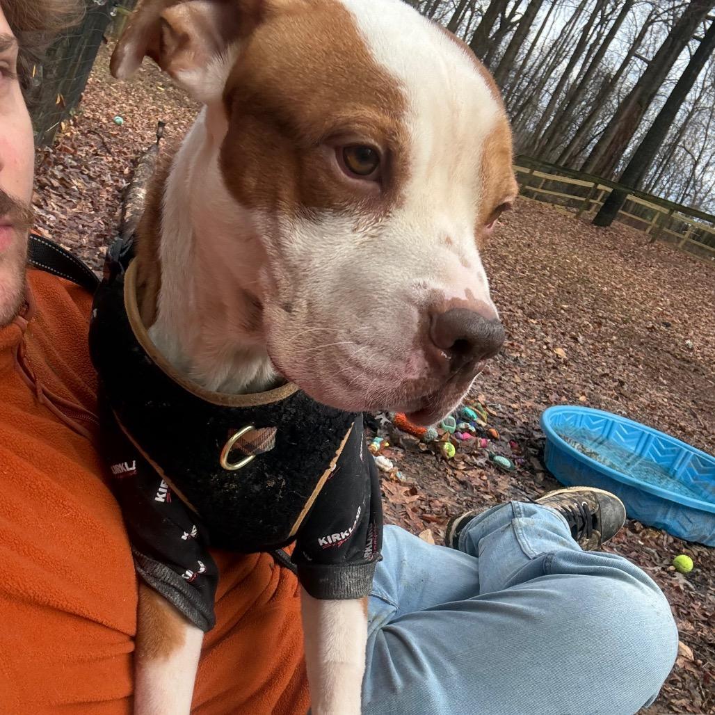 Enlarge Jimmy, a Adoptable mixed breed in West Chester, PA image 2/6