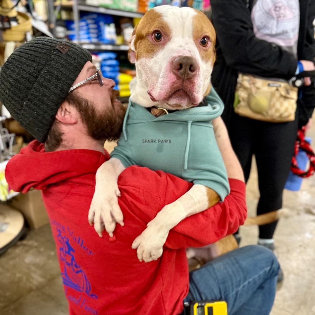 Enlarge Jimmy, a Adoptable mixed breed in West Chester, PA image 2/6