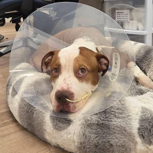 Enlarge Jimmy, a Adoptable mixed breed in West Chester, PA image 5/6