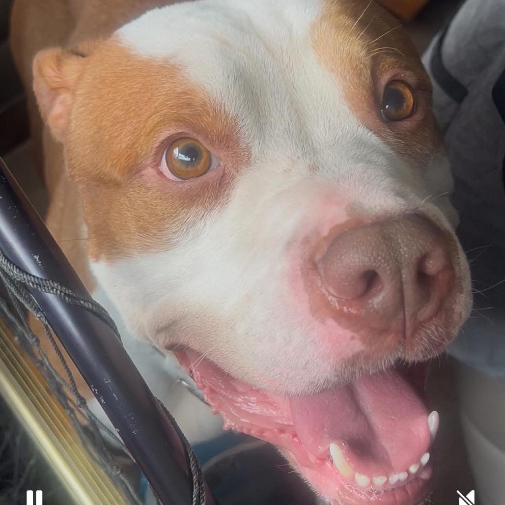 Enlarge Jimmy, a Adoptable mixed breed in West Chester, PA image 6/6