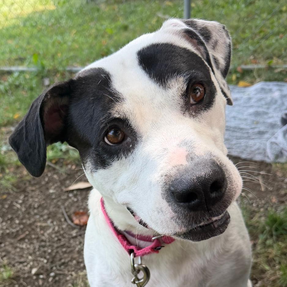 Tika, a Adoptable mixed breed in Columbia Station, OH image 3/5