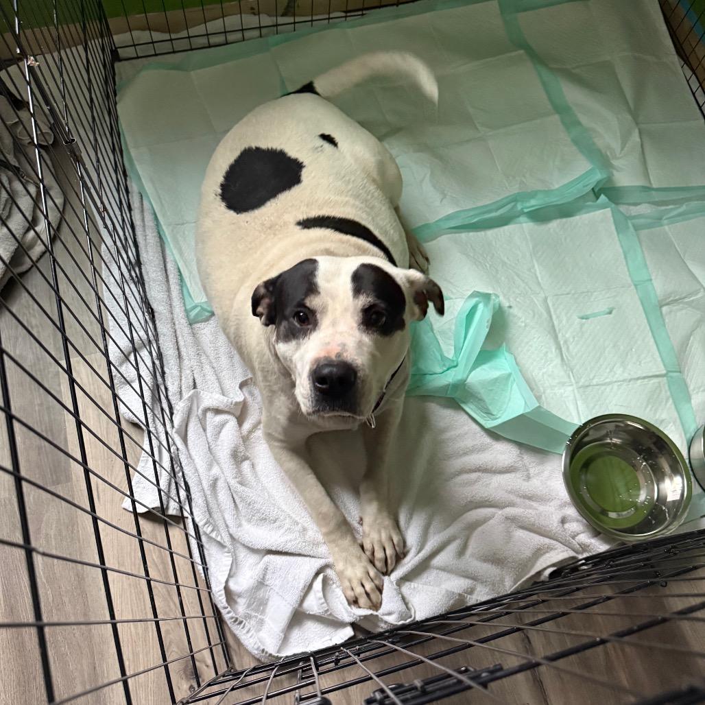 Tika, a Adoptable mixed breed in Columbia Station, OH image 4/5