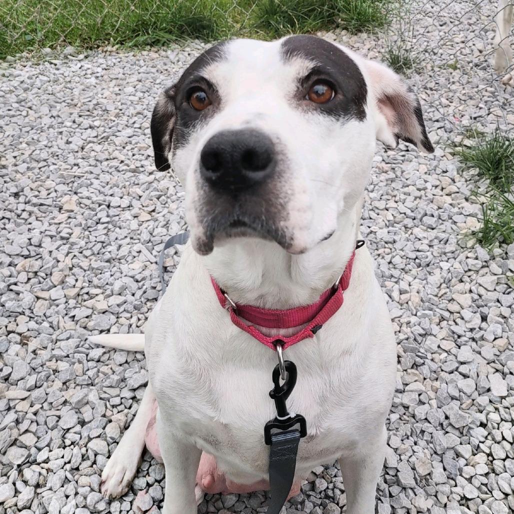 Tika, a Adoptable mixed breed in Columbia Station, OH image 5/5