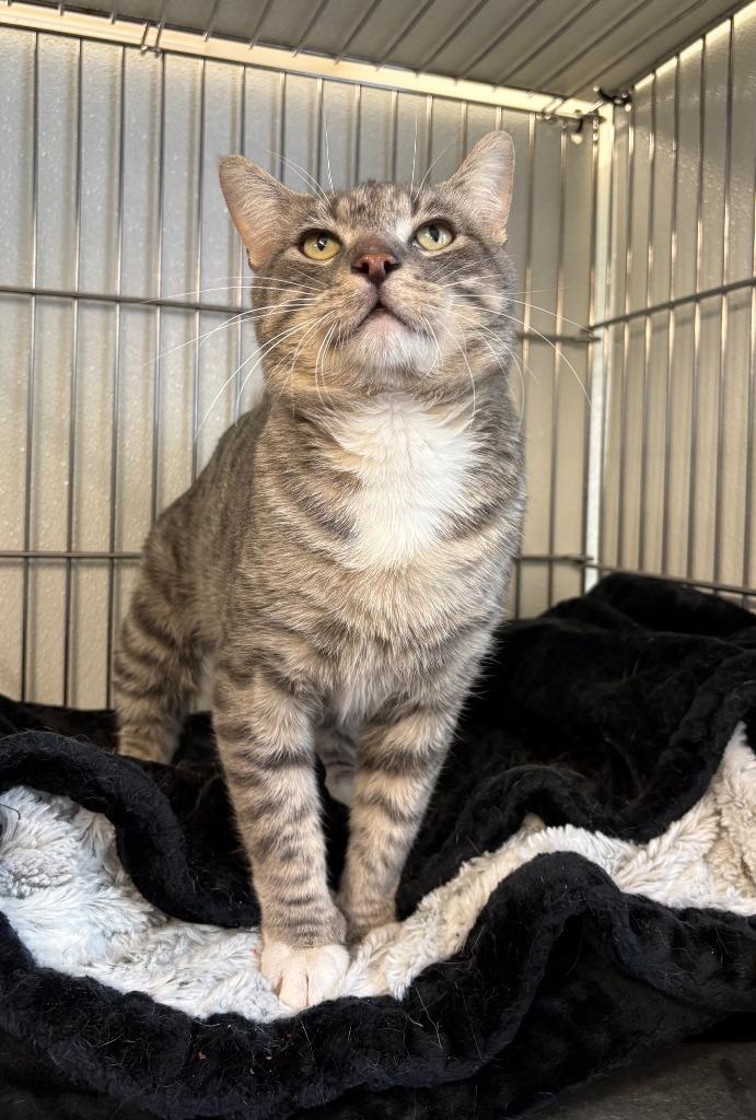 Gandalf the Grey, Adoptable, Young Male Domestic Short Hair.