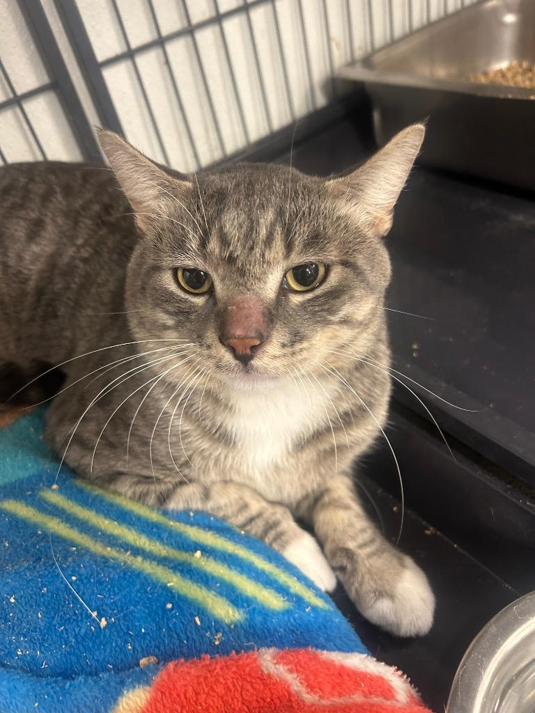 Enlarge Gandalf the Grey, a Adoptable mixed breed in Rock Springs, WY image 2/2