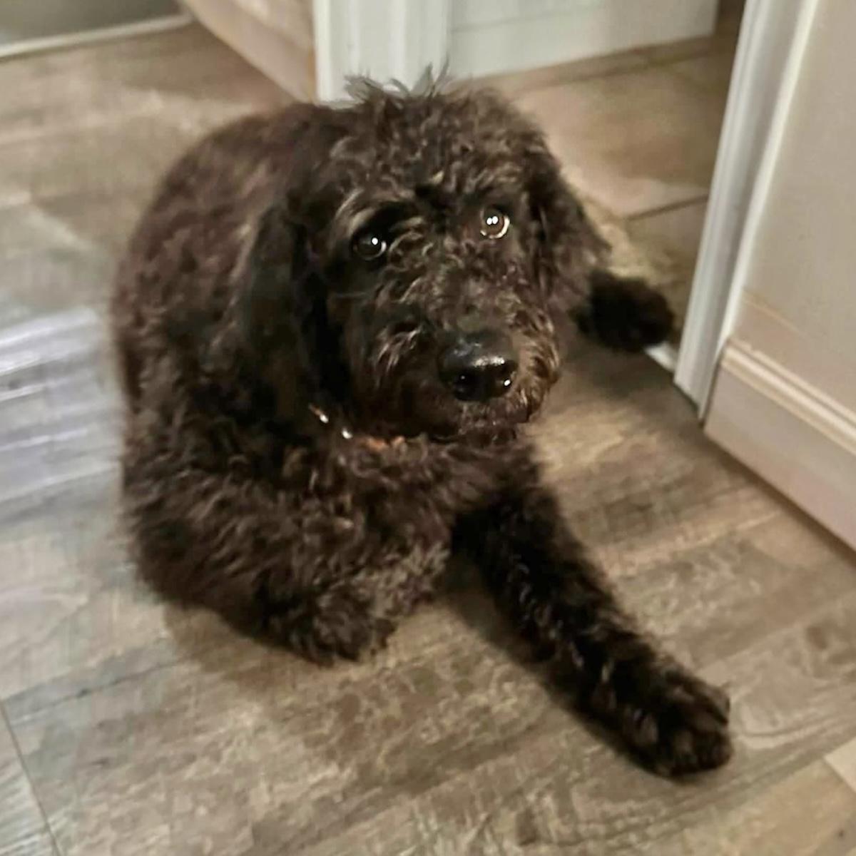 Blossom, ADOPTABLE, Puppy Female Standard Poodle & Rottweiler.