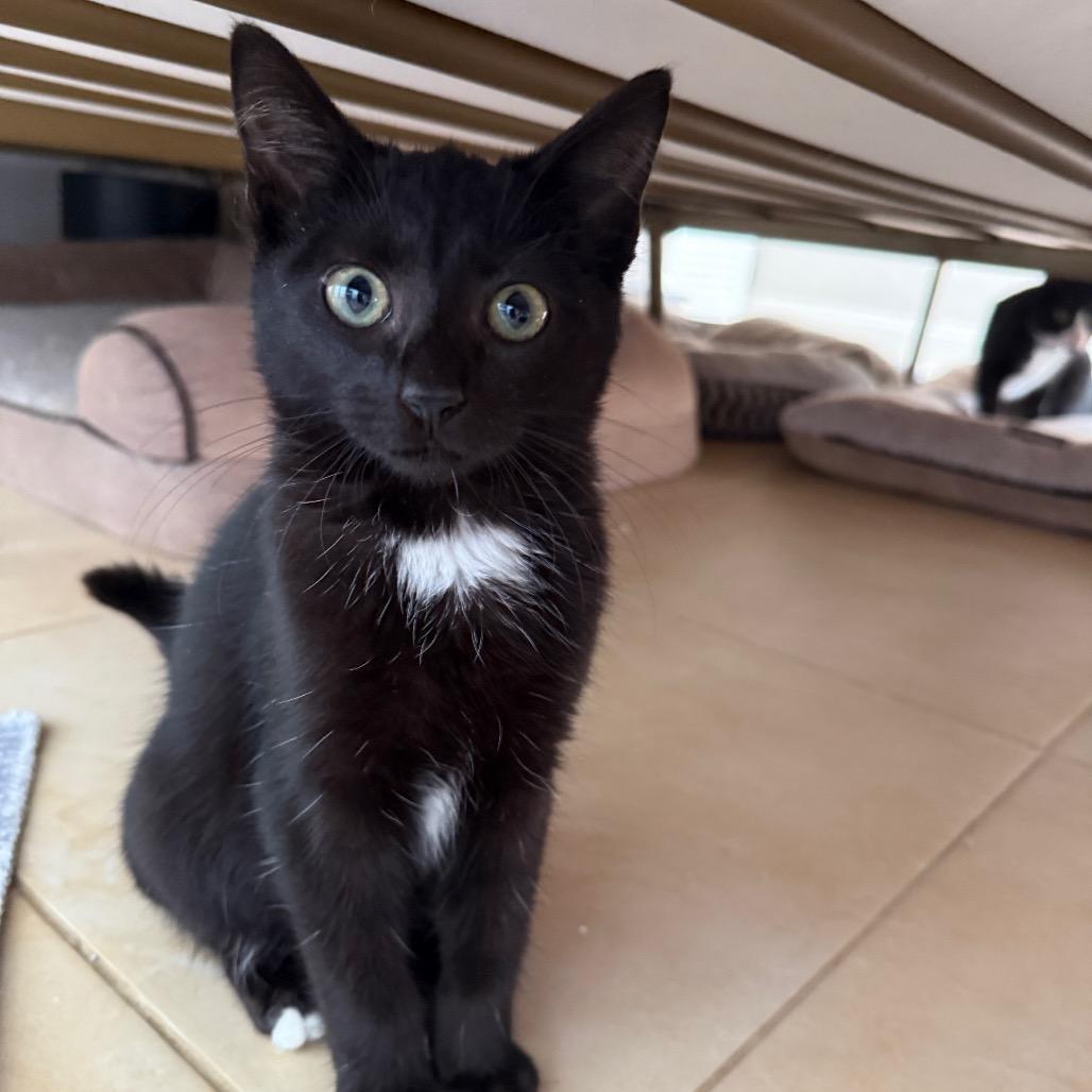 Cannon, Adoptable, Kitten Male Domestic Short Hair.