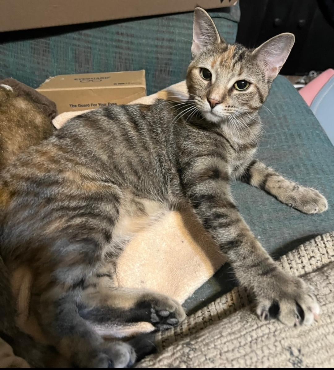 Piper, Young Female Domestic Short Hair