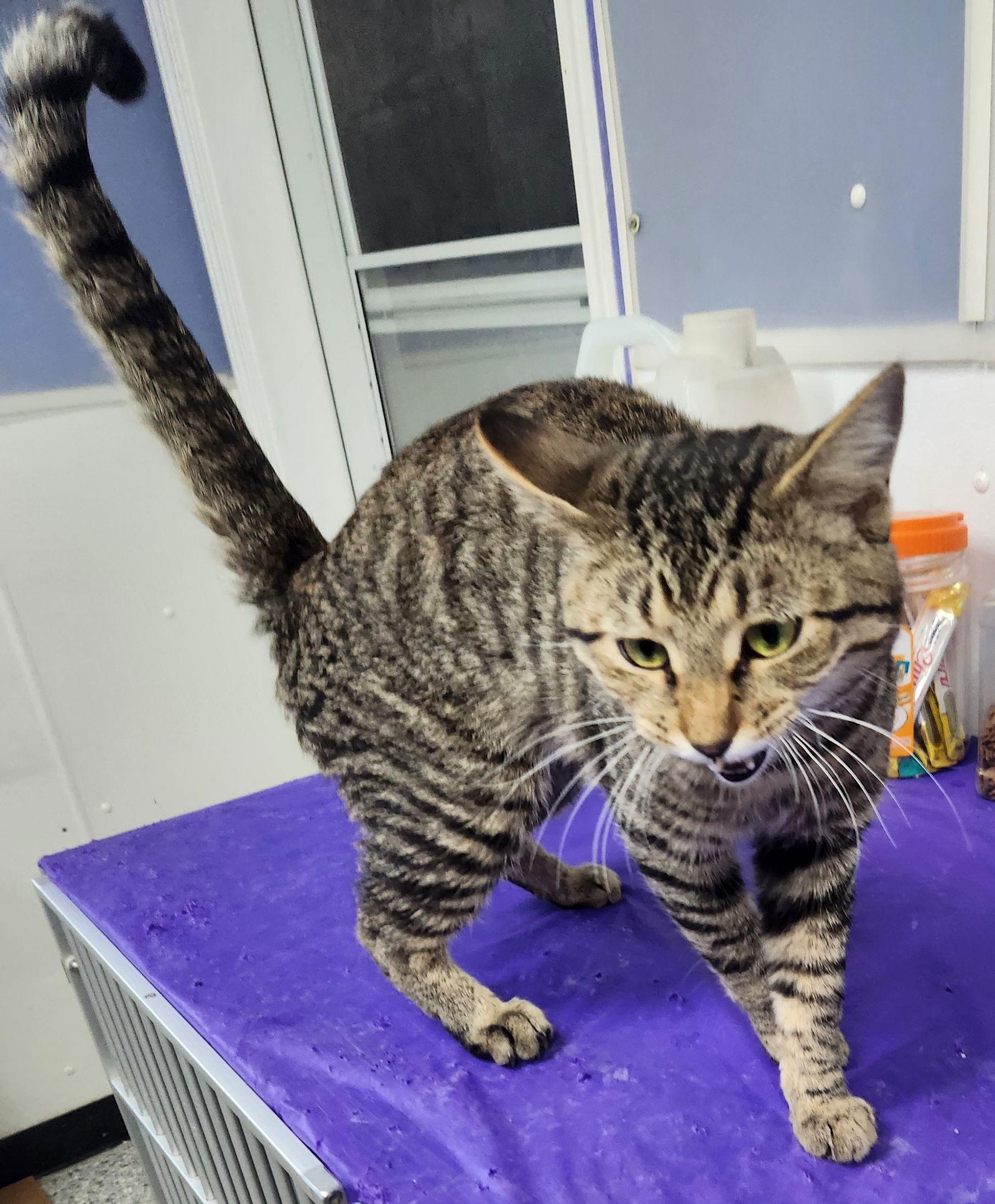 Enlarge Meowth Vader, a Adopted Tabby in Knoxville, IA image 1/1