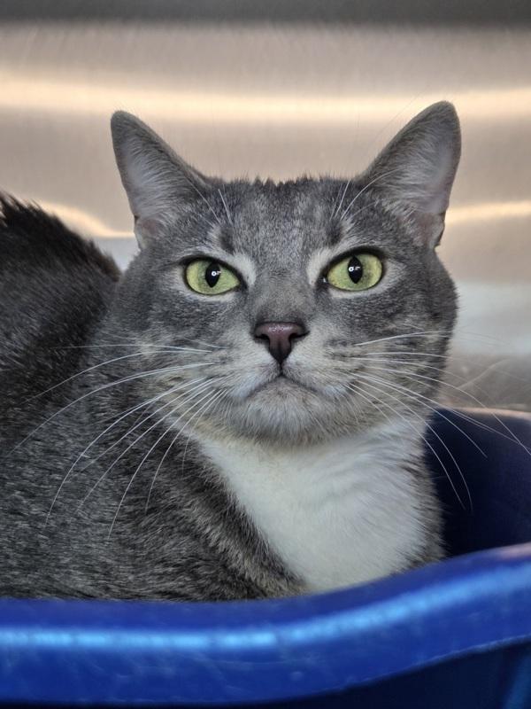 Arwen, Adoptable, Young Female Domestic Short Hair.