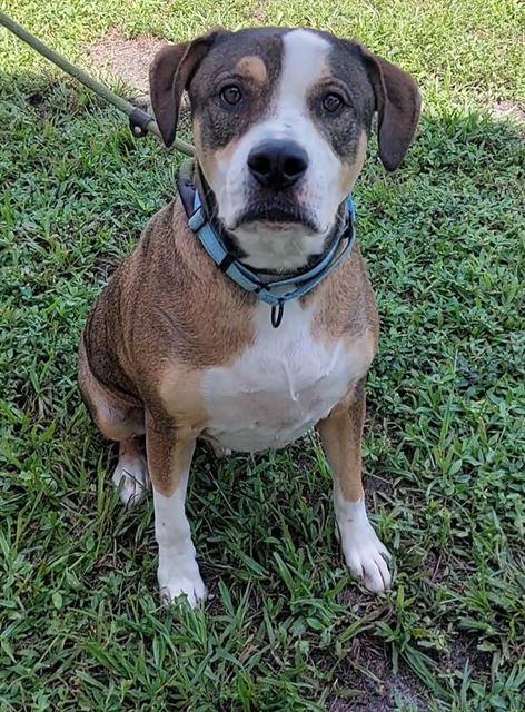 BRUNO, Adoptable, Adult Male American Bulldog.