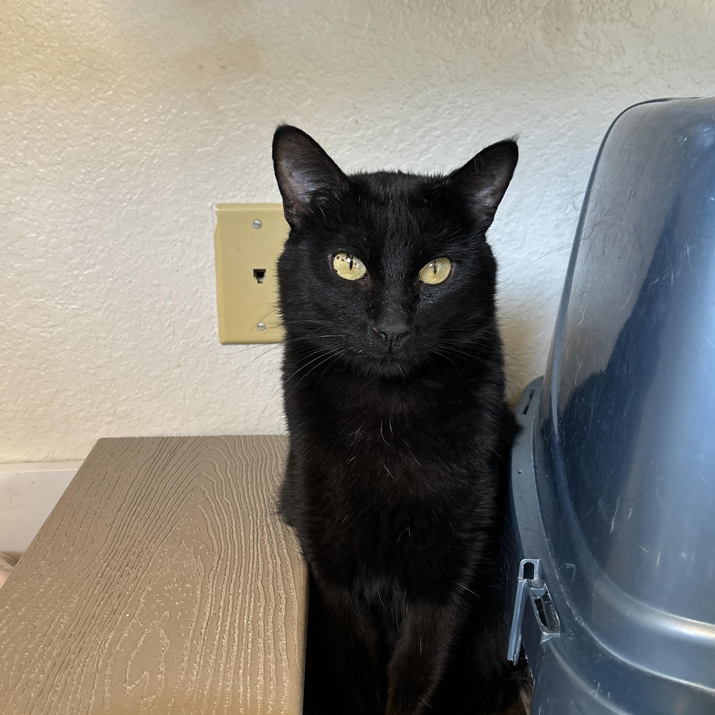 Midnight, an adoptable Domestic Short Hair in Ridgway, CO, 81432 | Photo Image 2