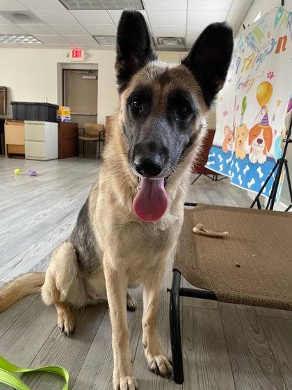 Jelly, Adoptable, Adult Female German Shepherd Dog.