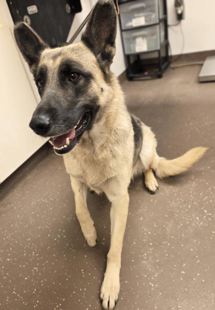 Jelly, Adoptable, Adult Female German Shepherd Dog.