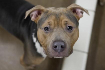 Enlarge Turf, a Adoptable mixed breed in Golden Valley, MN image 1/3