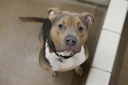 Enlarge Turf, a Adoptable mixed breed in Golden Valley, MN image 2/3