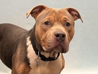 Enlarge Turf, a Adoptable mixed breed in Golden Valley, MN image 3/3