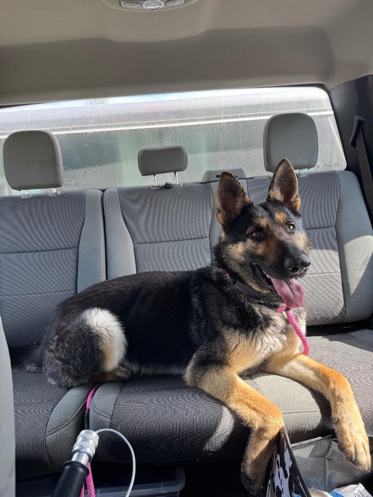 Blitz, Adoptable, Young Male German Shepherd Dog.