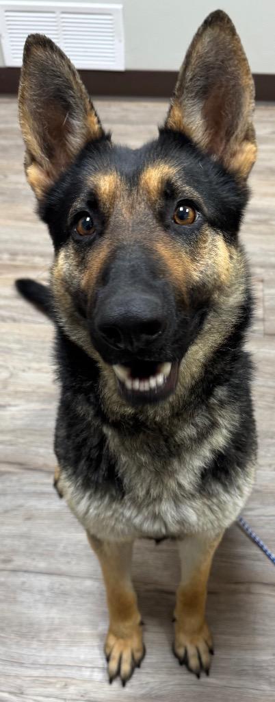 Enlarge Blitz, a Adoptable German Shepherd Dog in Great Bend, KS image 2/2