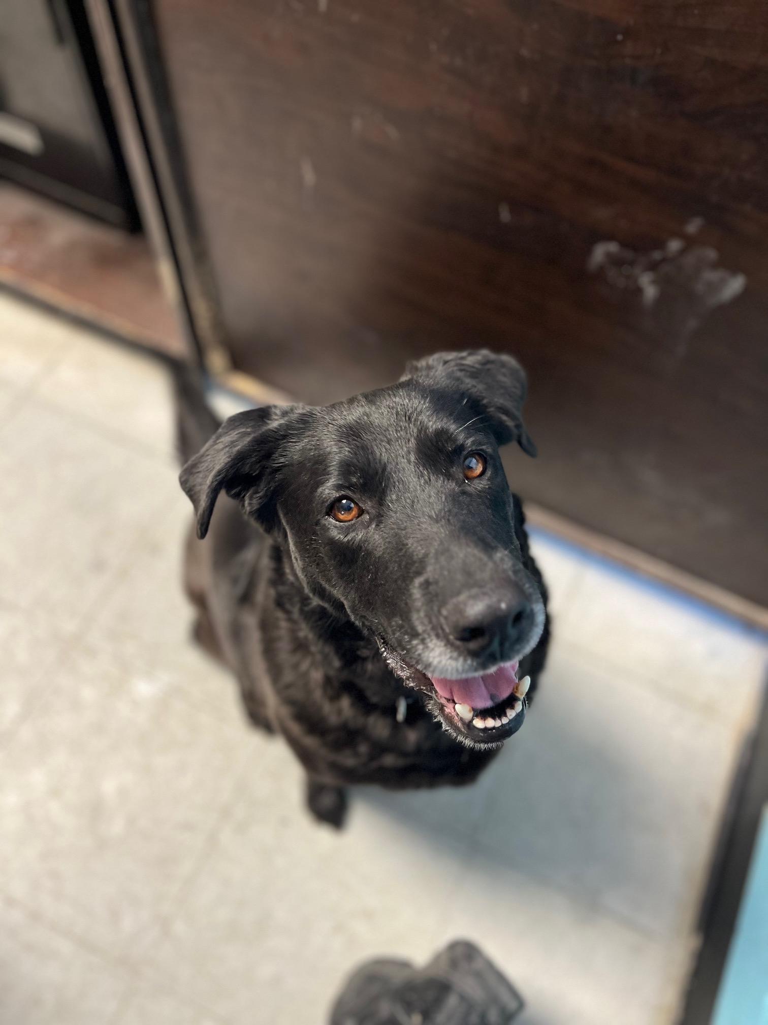 Joy, ADOPTABLE, Senior Female Labrador Retriever.