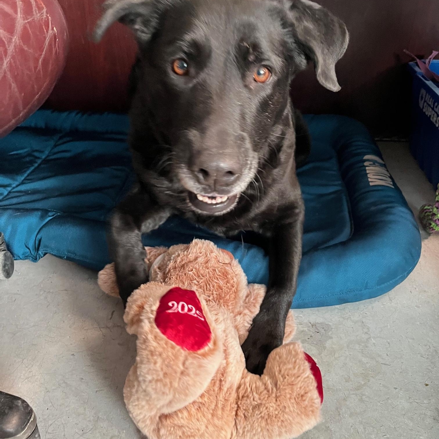 Enlarge Joy, a ADOPTABLE Labrador Retriever in St Thomas, ON image 2/2