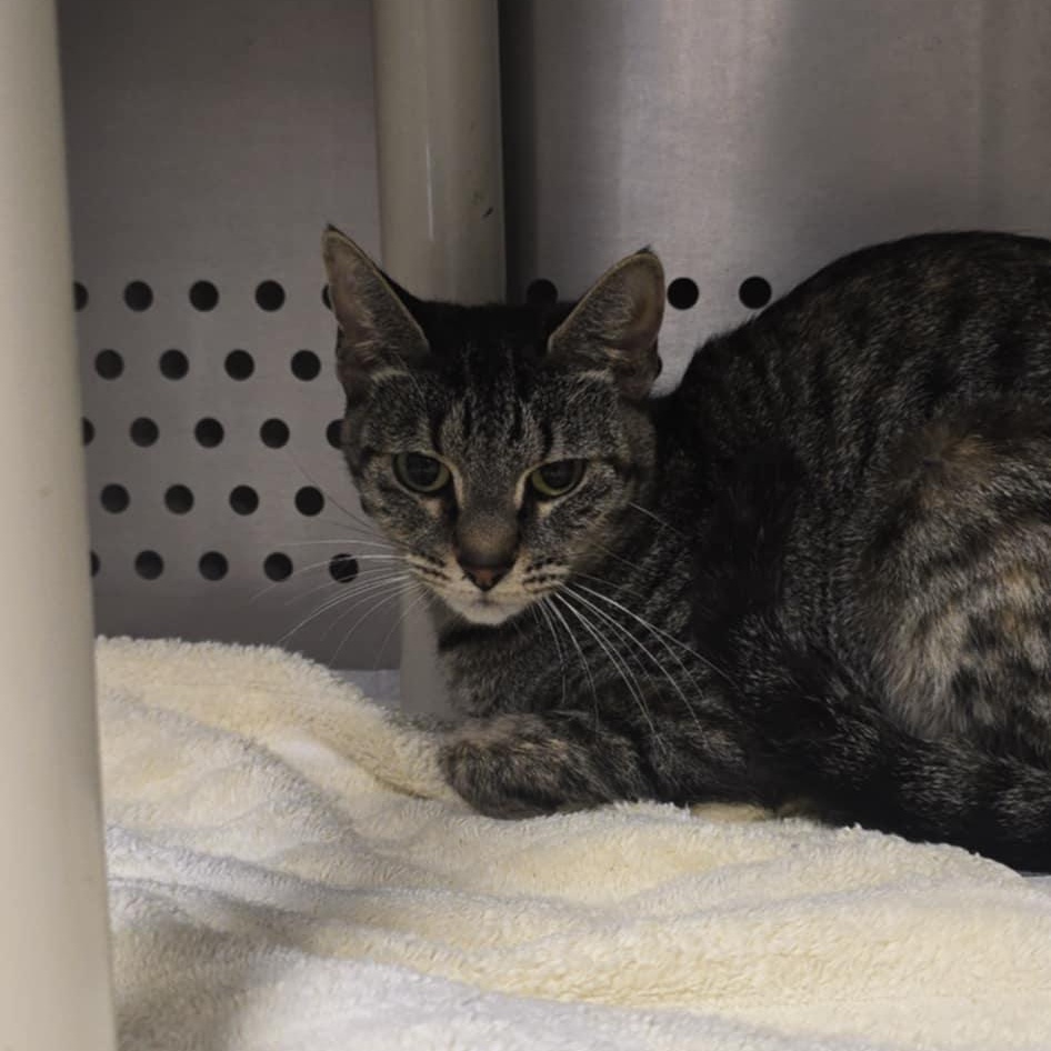 Ash, Adoptable, Adult Female Domestic Short Hair.