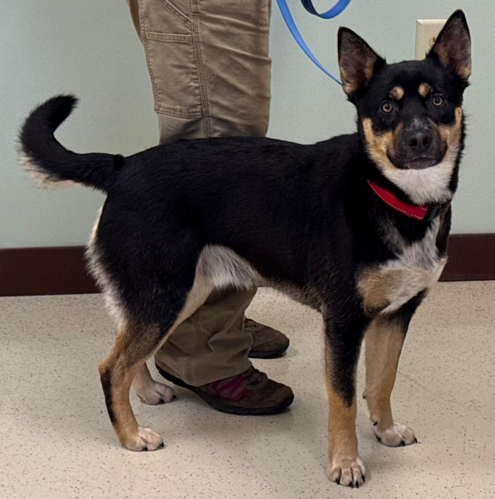Enlarge Oreo, a Adoptable mixed breed in Amery, WI image 4/4