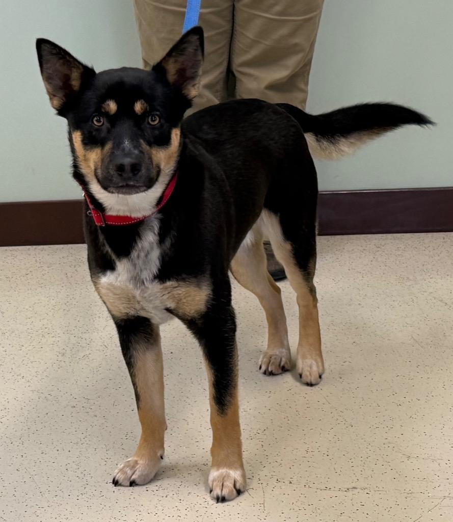 Enlarge Oreo, a Adoptable mixed breed in Amery, WI image 2/4