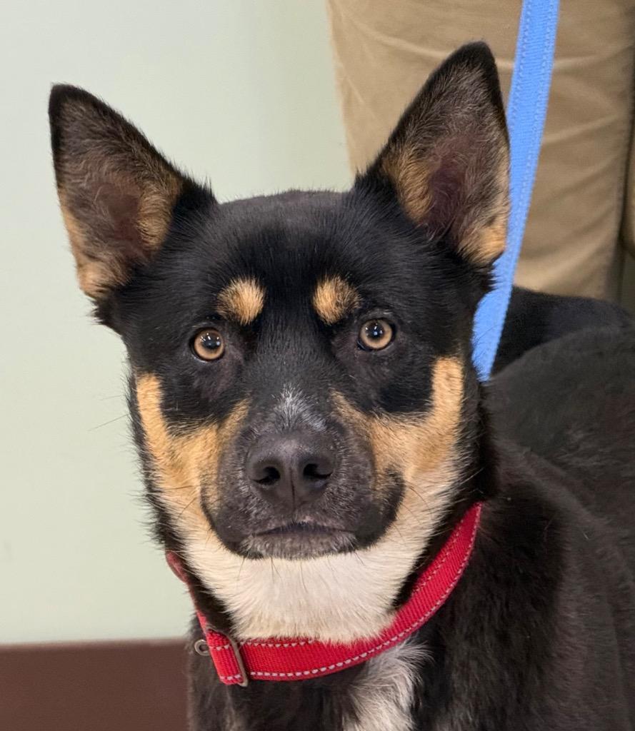 Enlarge Oreo, a Adoptable mixed breed in Amery, WI image 1/4