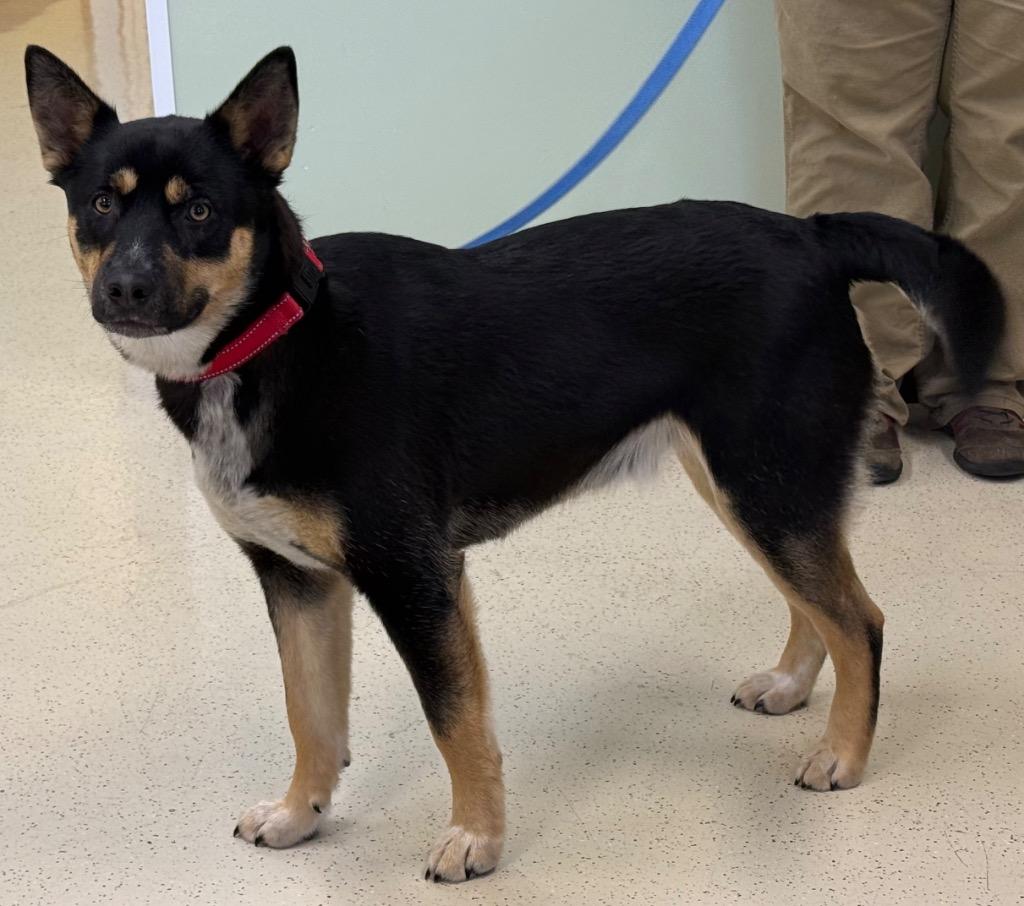 Enlarge Oreo, a Adoptable mixed breed in Amery, WI image 3/4