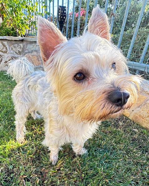 Enlarge Toro, a Adopted Yorkshire Terrier in Corona, CA image 2/6