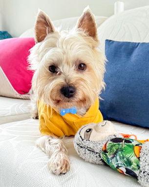 Enlarge Toro, a Adopted Yorkshire Terrier in Corona, CA image 3/6