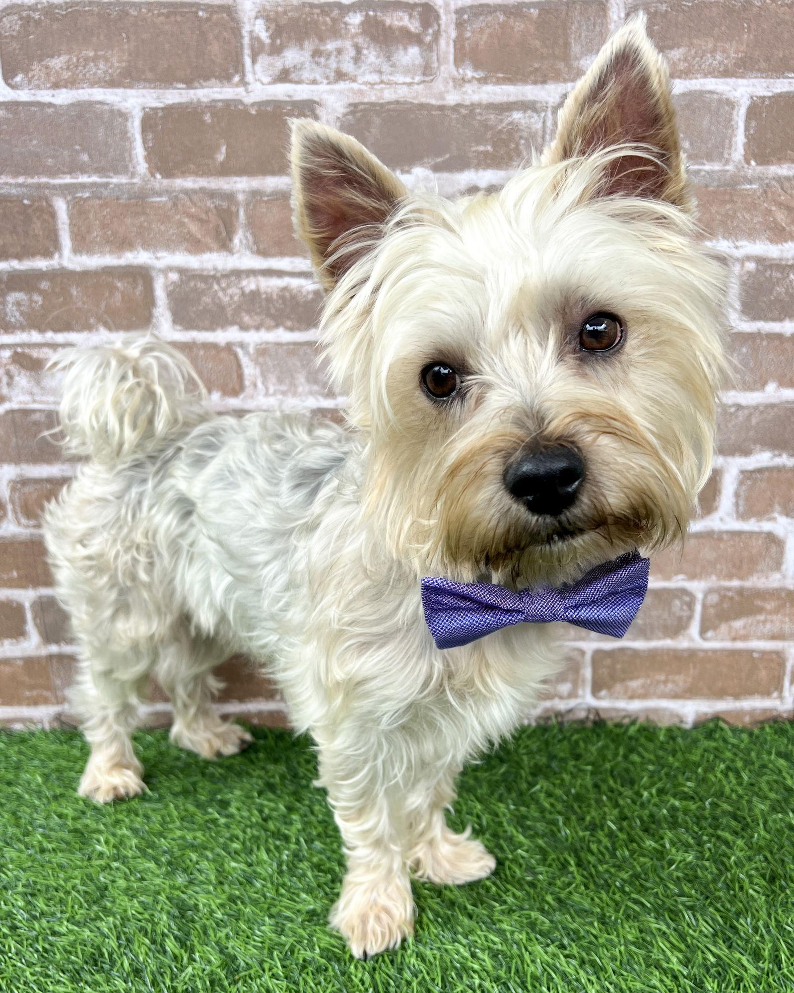 Enlarge Toro, a Adopted Yorkshire Terrier in Corona, CA image 6/6