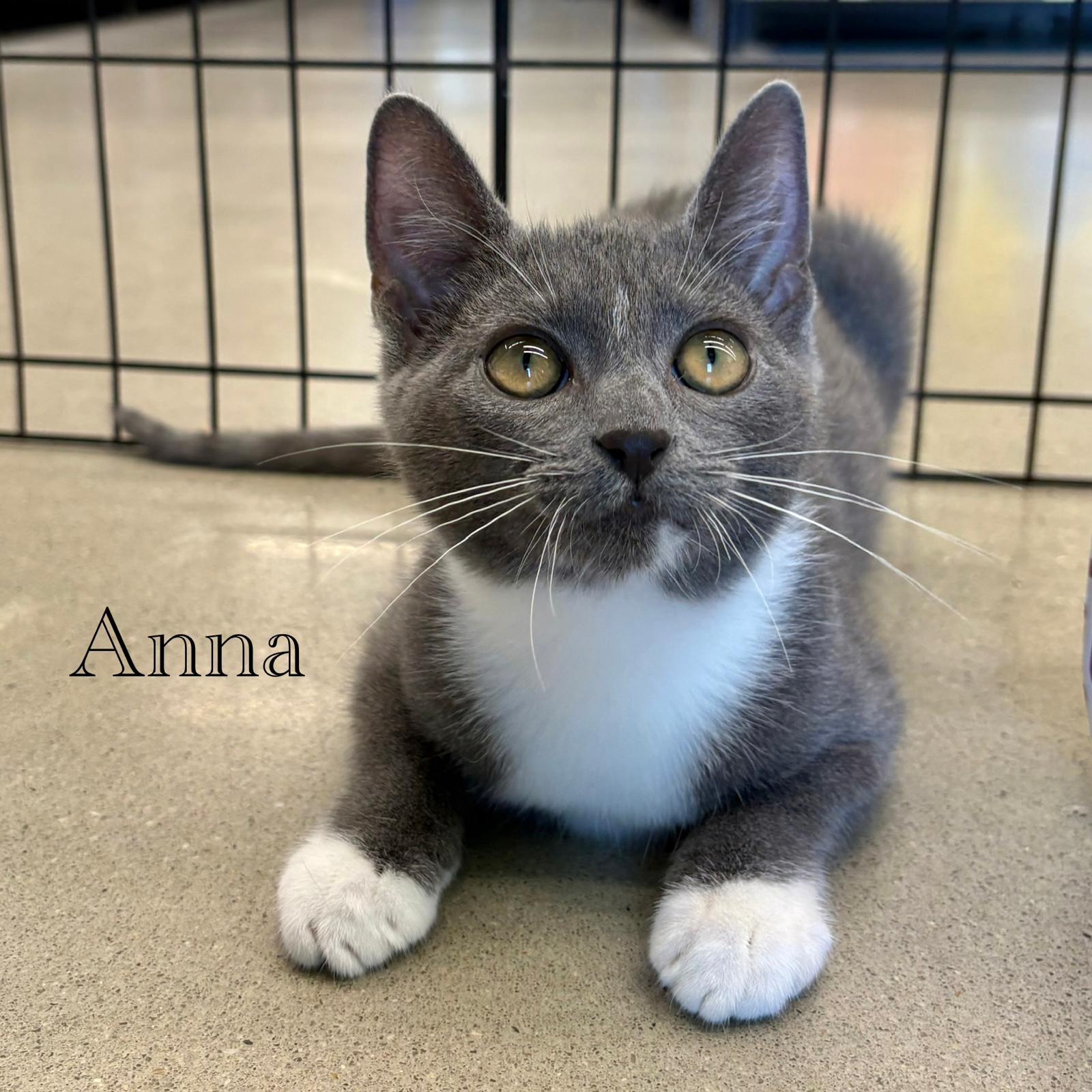 Anna, a Adoptable Domestic Short Hair in Spring Lake, NJ image 1/3